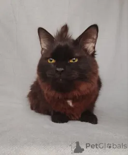 Фото №3. Дотти ищет дом!. Россия