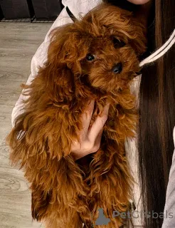 Фото №1. пудель (той) - купить в Тбилиси за 179736₽. Объявление №80227