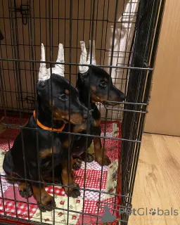 Фото №1. доберман - купить в Мейнц за 83490₽. Объявление №149014