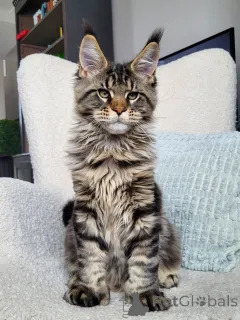 Фото №1. мейн-кун - купить в Карлови различаются за договорная. Объявление №156462