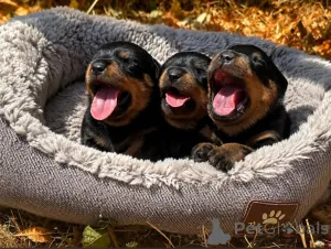 Фото №1. ротвейлер - купить в Пупочный за Бесплатно. Объявление №171486
