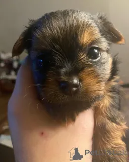 Фото №1. йоркширский терьер - купить в Берлине за 51022₽. Объявление №167657