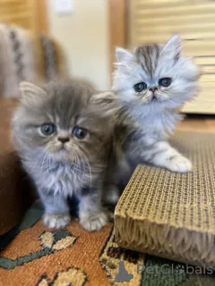 Фото №1. персидская - купить в Braunau Am Inn за 32468₽. Объявление №171015