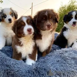 Фото №1. австралийская овчарка - купить в Копенгаген за 69575₽. Объявление №161356