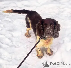 Дополнительные фото: Ищет дом фенотип спаниеля Генри.