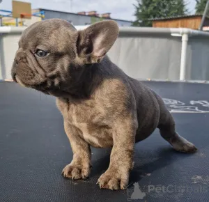 Дополнительные фото: Щенки французского бульдога