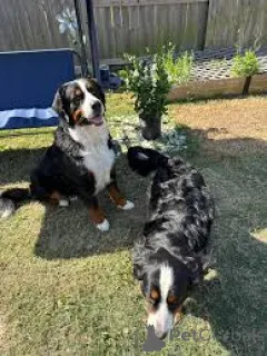 Фото №1. бернский зенненхунд - купить в Варшаве за 78852₽. Объявление №167710