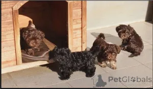 Фото №1. русская цветная болонка - купить в Бонн за договорная. Объявление №167369