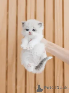 Дополнительные фото: Милый котенок Рэгдолл