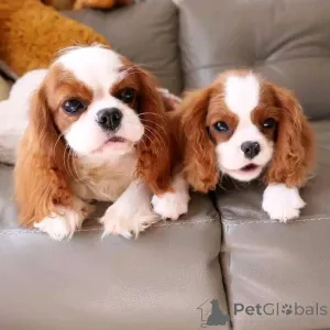 Фото №1. кинг-чарльз-спаниель - купить в Хельсинки за 46384₽. Объявление №165632