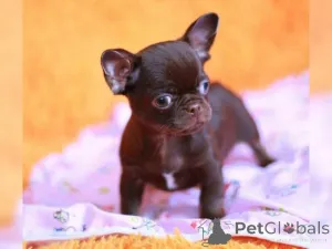 Фото №4. Продажа чихуахуа в Аахен  - цена договорная