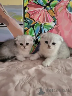 Фото №2 к объявлению №145739 о продаже британская короткошёрстная - купить в Украине частное объявление