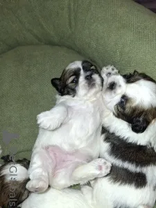 Дополнительные фото: Идеальные чистокровные щенки Ши-Тцу. 