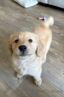 Фото №1. золотистый ретривер - купить в Варшаве за договорная. Объявление №163192