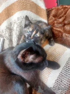 Фото №2 к объявлению №145511 о продаже  - купить в России частное объявление