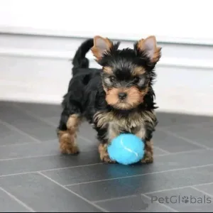 Фото №3. Yorkie Puppy готов номер телефона; 447537984050.  Литва
