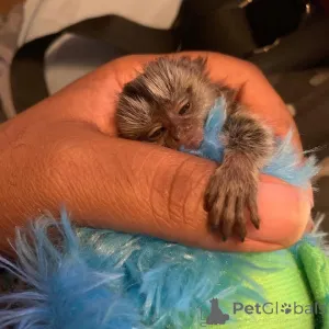 Фото №2 к объявлению №161494 о продаже  - купить в США 