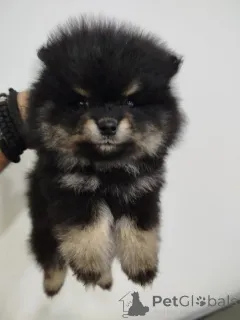 Дополнительные фото: Красивые медведи Бо