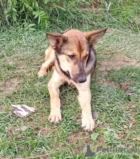 Дополнительные фото: Щенок Леся в добрые руки.