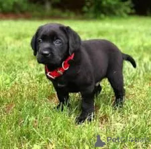 Фото №2 к объявлению №166964 о продаже лабрадор-ретривера - купить в Франции частное объявление, заводчик