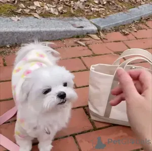 Фото №2 к объявлению №165346 о продаже мальтийскую болонку - купить в Финляндии частное объявление, заводчик