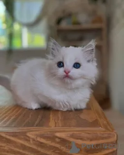 Фото №2 к объявлению №165047 о продаже рэгдолл - купить в Германии частное объявление, заводчик