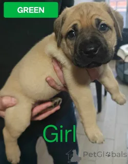 Фото №4. Продажа беспородную в Lobetal частное объявление - цена 71894₽