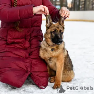 Дополнительные фото: Умница Арья ищет дом!