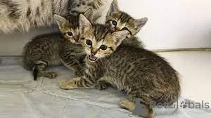 Фото №2 к объявлению №165930 о продаже египетский мау - купить в Франции частное объявление, заводчик