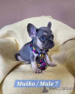 Дополнительные фото: Щенки французского бульдога экзотических окрасов.