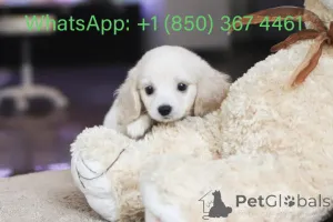 Фото №3. Дом декана Джанет Кей.  США