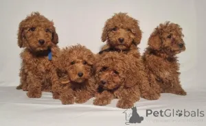 Фото №1. пудель (той) - купить в Фисконд за договорная. Объявление №162467