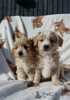 Фото №1. мальтипу - купить в Эсссинген Ам Некар за 32468₽. Объявление №154316