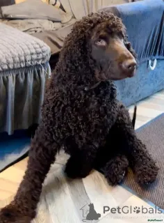Фото №1. ирландский водяной спаниель - купить в Венорф Бей Гамбург за 53805₽. Объявление №175730