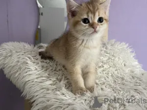 Дополнительные фото: BKH Catten Family Tree Golden Girls готовы забрать