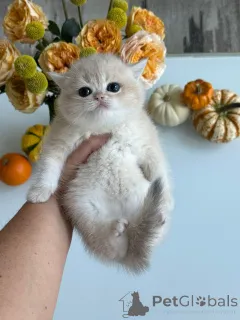 Фото №3. Чистокровный золотисто-кремовый британский короткошерстный котенок в. Чехия