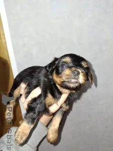 Фото №4. Продажа бивер-йоркширского терьера, йоркширского терьера в Риге частное объявление, из питомника, заводчик - цена 64937₽