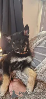 Фото №1. немецкая овчарка - купить в Билен за 35251₽. Объявление №166205