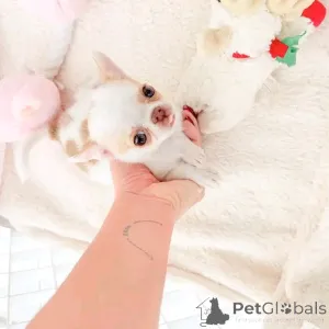 Фото №2 к объявлению №165369 о продаже чихуахуа - купить в Германии частное объявление, из приюта