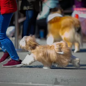 Дополнительные фото: Щенки лхаса апсо