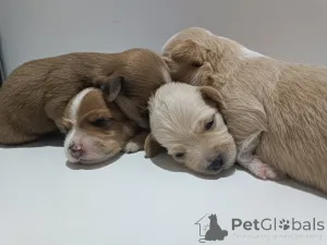 Фото №3. Havanese щедрые красивые щенки для продажи.  Сербия