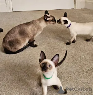 Фото №1. сиамская - купить в Euskirchen за 32468₽. Объявление №153767