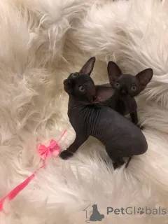 Фото №1. девон рекс - купить в Берлине за договорная. Объявление №167241