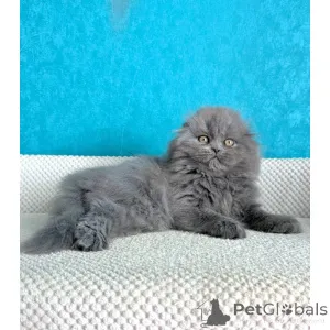 Фото №1. шотландская вислоухая (скоттиш фолд) - купить в Лидс за 32468₽. Объявление №174391