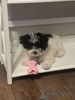 Фото №2 к объявлению №150136 о продаже мальтипу - купить в Германии частное объявление, заводчик