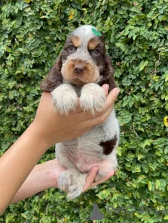 Фото №2 к объявлению №162902 о продаже английского кокер-спаниеля - купить в Финляндии частное объявление