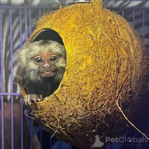 Фото №1.  - купить в Абу -Даби за договорная. Объявление №161696