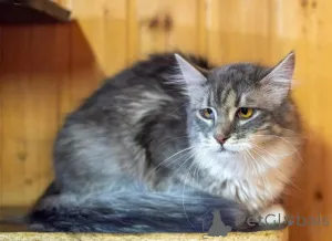 Дополнительные фото: Кошечка Сьюзи ищет любящую семью.