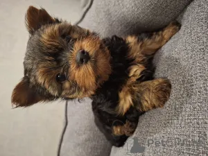 Дополнительные фото: Чистокровные щенки Ши-Тцу