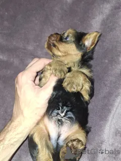 Дополнительные фото: Миниатюрные щенки Йорка.